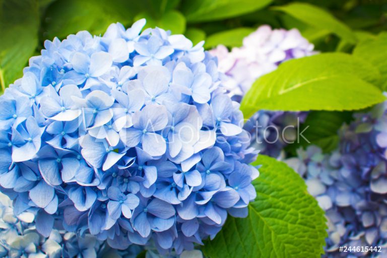 1000_F_244615442_xkBVvYPhMy63tlTqEu9NHiVkR6Nro1Ob.jpg