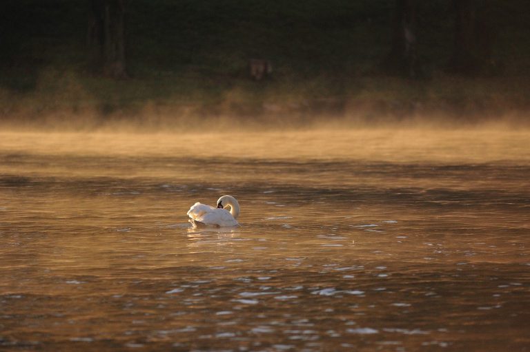 swan-5753508_1280.jpg