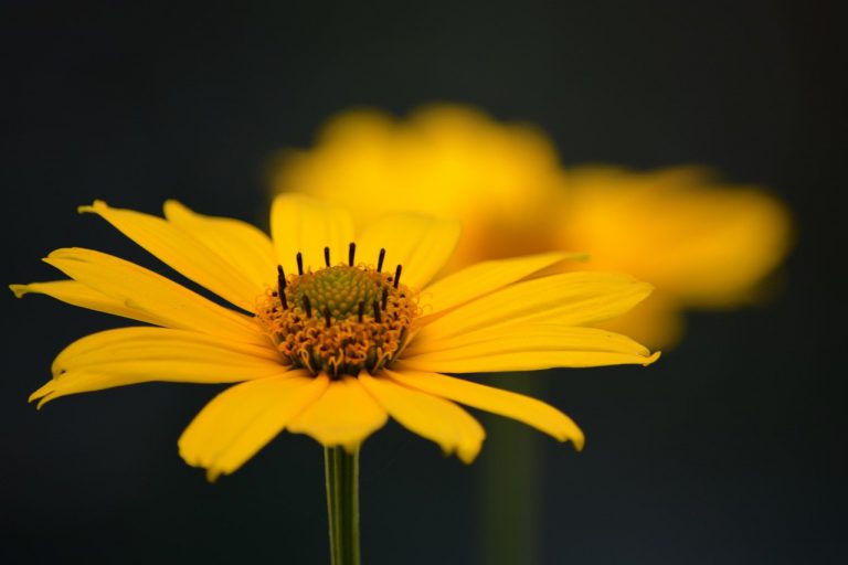 flowers-5452263_1280.jpg