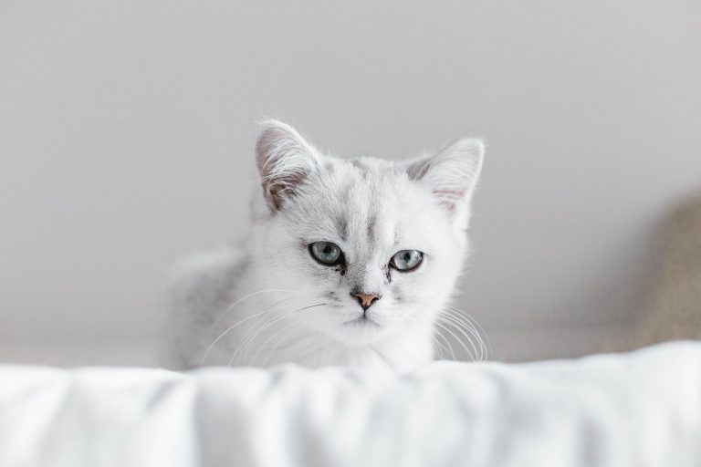 cat-6309964_1280.jpg