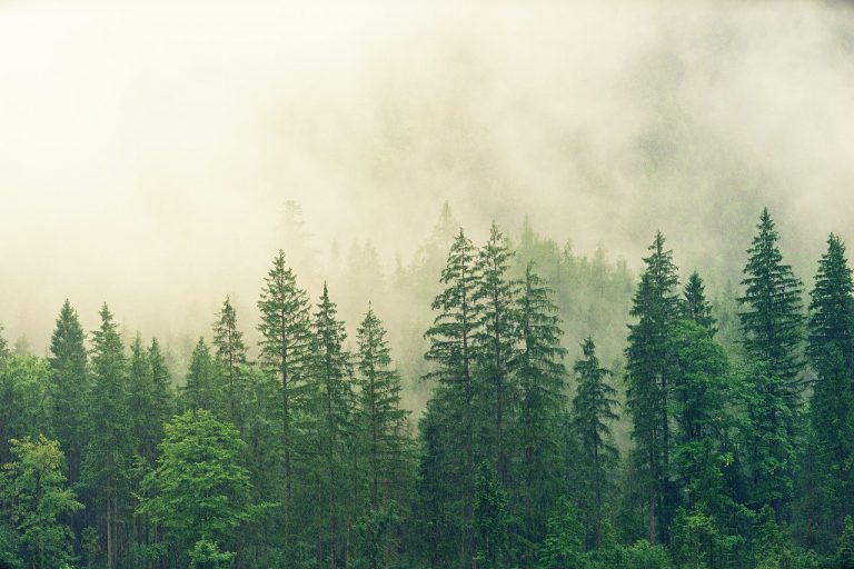 forest-3622519_1280.jpg
