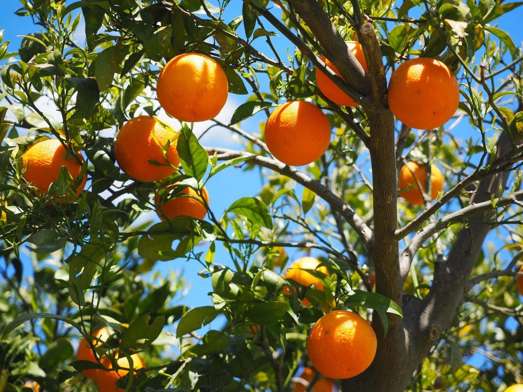 De-lente-invloed-frisse-citrusaromas-in-huis-voor-een-energieke-sfeer-1117628
